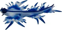 Bullyland - Blue Sea Slug 67511