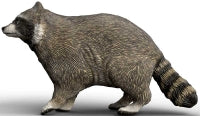 Schleich Racoon