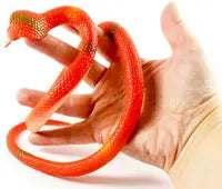 Stretchy Snake Assorted