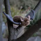 Animigos World Of Nature Bat