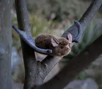 Animigos World Of Nature Bat