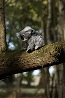 Animigos World Of Nature Koala And Baby