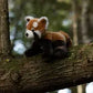 Animigos World Of Nature Red Panda