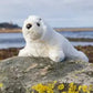 Animigos World Of Nature Seal Pup