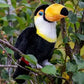 Animigos World Of Nature Toucan