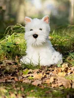 Animigos World Of Nature Westie Dog