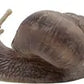 Bullyland - Vineyard Snail 64375
