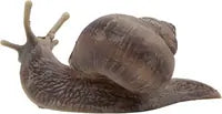 Bullyland - Vineyard Snail 64375