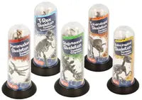 Dinosaur Skeletons Assorted