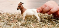 Schleich Boer Goat