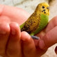 Schleich Budgie