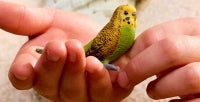 Schleich Budgie