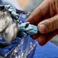 Schleich Ice Rodent