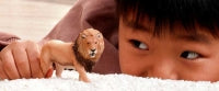 Schleich Lion