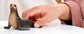 Schleich Sea Lion